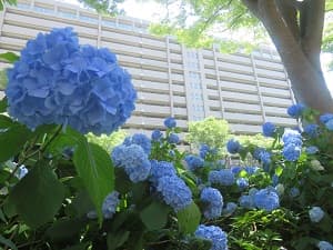 見上げるアジサイ