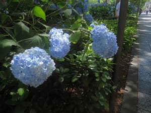 水色のアジサイ