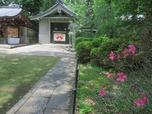 花数が少ないサツキ
