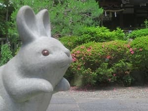 ウサギとサツキ
