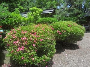 終わりかけのサツキ