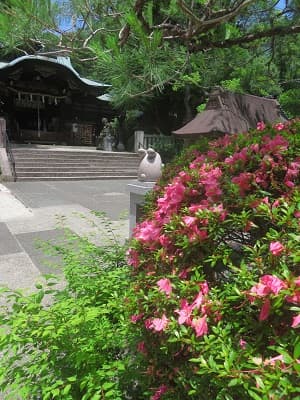 サツキと本殿