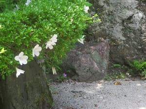 白色のサツキ