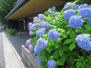 マンションのアジサイ
