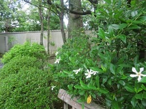 クチナシ