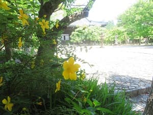 キンシバイ