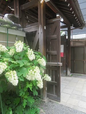 カシワバアジサイ