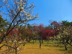 梅林