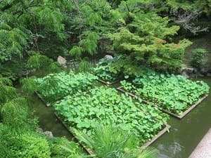 池のハス
