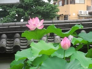 大賀蓮