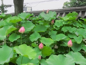閉じたハス