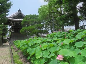 鐘楼とハス
