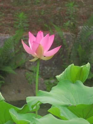 赤色のハス