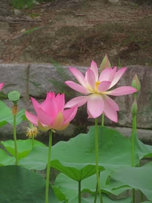 2つ並んだハス