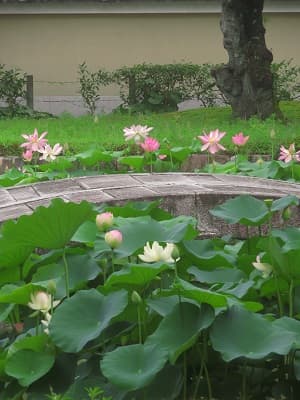 ハスと石橋
