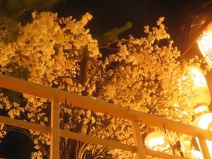 黒主山の桜
