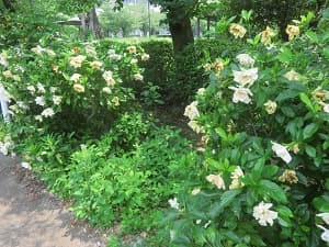 クチナシ