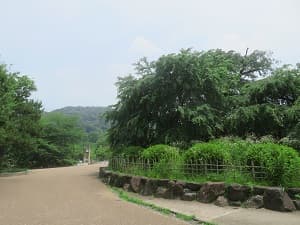 祇園枝垂れ桜