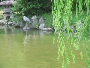 柳とアオサギ