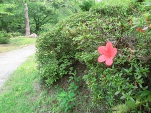 サツキ