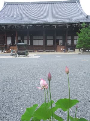 ハスと御影堂