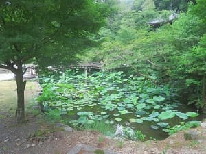 池