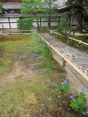 コケとキキョウ