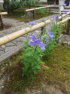 元気に咲くキキョウ