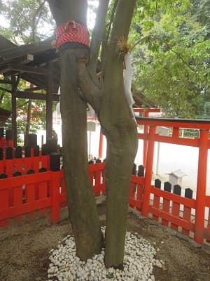 連理の賢木