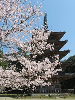 桜と五重塔