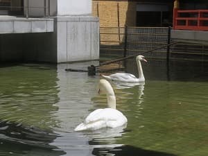 池で泳ぐハクチョウ