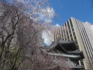 本堂と池坊のビル