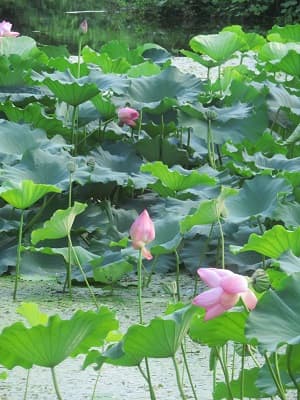 淀姫の花