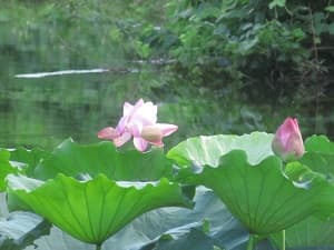 開いた花と閉じた花