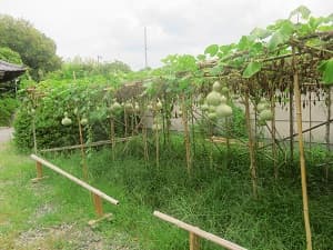 瓢箪