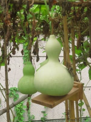 並んだ瓢箪の実