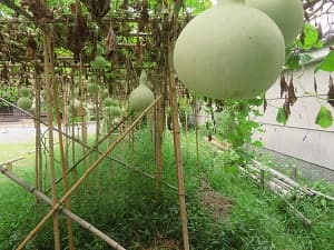 瓢箪の実の下側