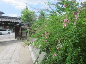 萩と山門