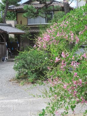萩の枝先