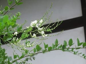 白色の萩