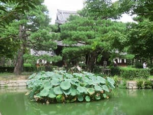 放生池