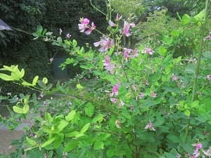 萩の枝先
