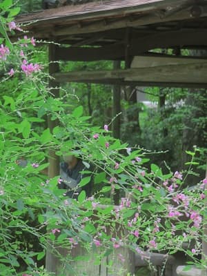 萩と東屋