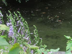 ギボウシ