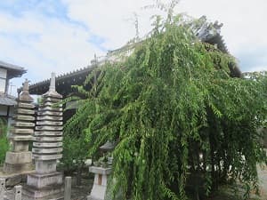枝垂れ桜