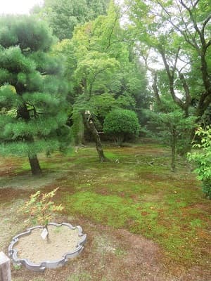 苔