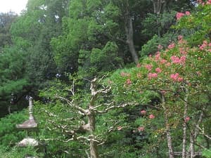 石塔とサルスベリ