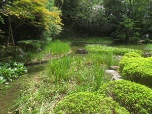 ハナショウブ