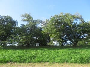 桜並木と芝生