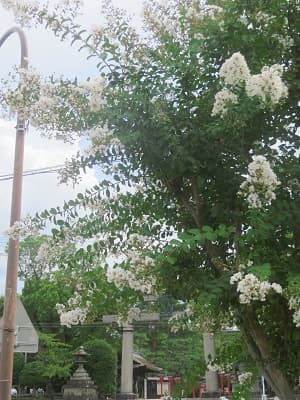 公園のサルスベリ